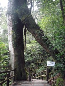 緑豊かな森の中、木製の遊歩道が二股に分かれた巨大なスギの木の根元をくぐって下へ続いており、木の根元には「くぐり杉」と書かれた白い標識が立っている様子の写真