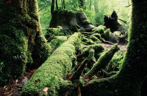 緑の森の中、苔むした大木の切り株や倒木がある様子の写真