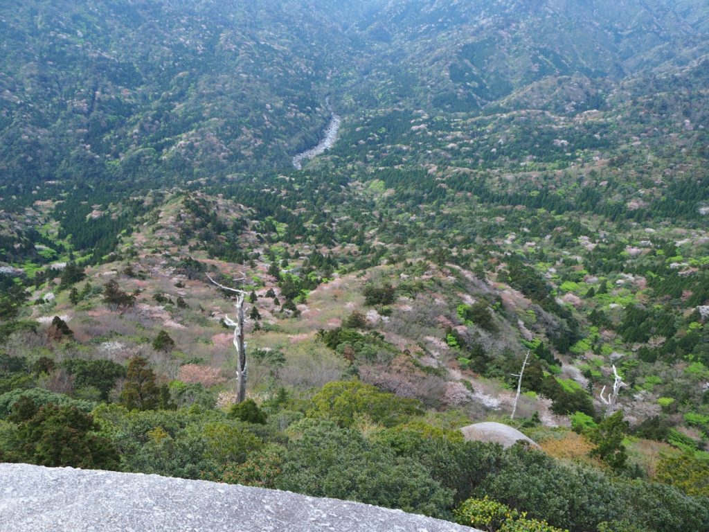 岩の上から見下ろす、豊かな緑の中にピンク色の花をつけた桜の木が点在する広大な景色の写真
