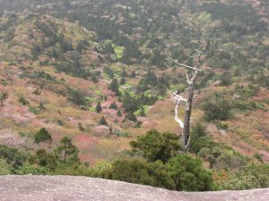足元の大きな岩と、眼下に広がる濃淡の緑の木々やピンク色の花を咲かせた木々の風景を撮影した写真