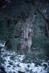 地面に薄く白い雪が積もり、緑の葉をつけた枝越しに太い幹の縄文杉を写した写真