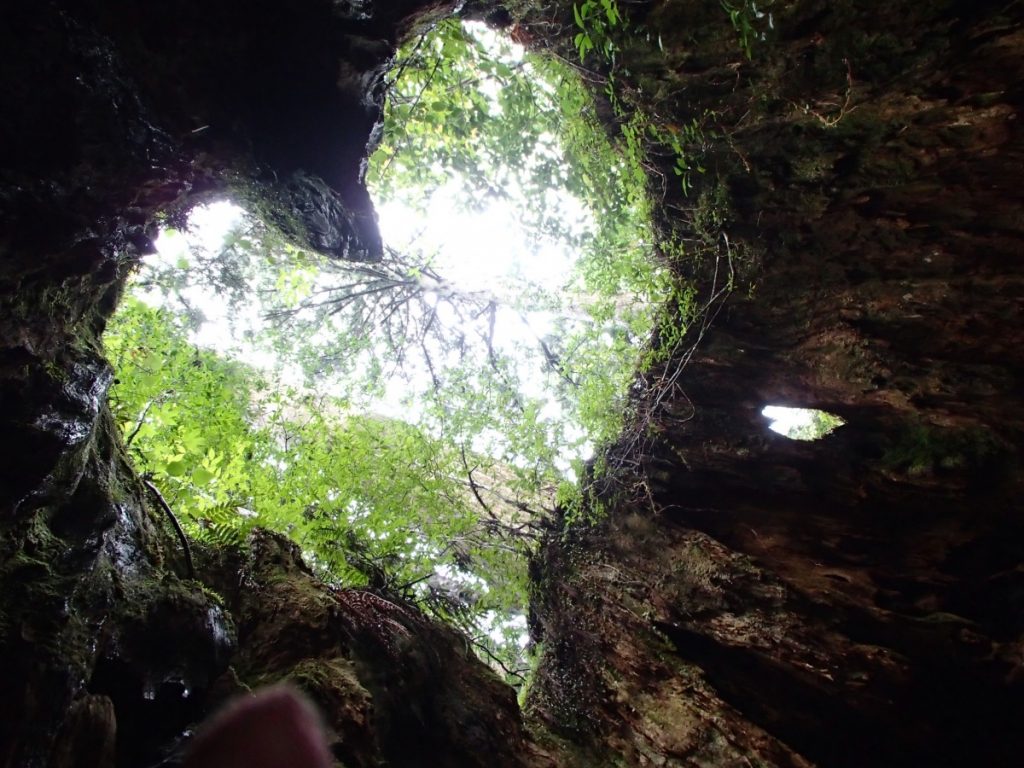 切り株の中央の空洞から上を見上げて、緑の葉をつけた木々と木漏れ日の風景がハート型に切り取られた様子を撮影した写真