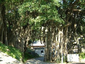 奥の建物に続く小道の両脇に門のように大きなガジュマルの木が2つ並んでいる様子の写真