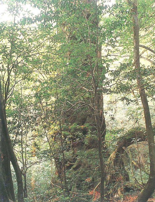 うっそうとした深緑の森の奥深く、苔むした巨大な屋久杉の幹が周囲の若い木々や低木に囲まれてそびえ立つ様子を、上向きに捉えた写真