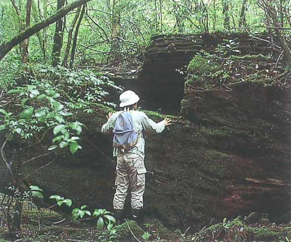 うっそうとした森林の中で、根元が大きく広がり、苔むした根と絡み合うようにして横たわっている巨大な老木の幹の前に、木の大きさを示すために作業着姿の男性が立っている写真