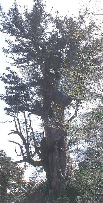 天高く伸びる巨大な幹が複雑に枝を広げ、新芽の淡い緑と古木の風格が対比的に映える雄大な樹姿を明るい空を背景に捉えた写真