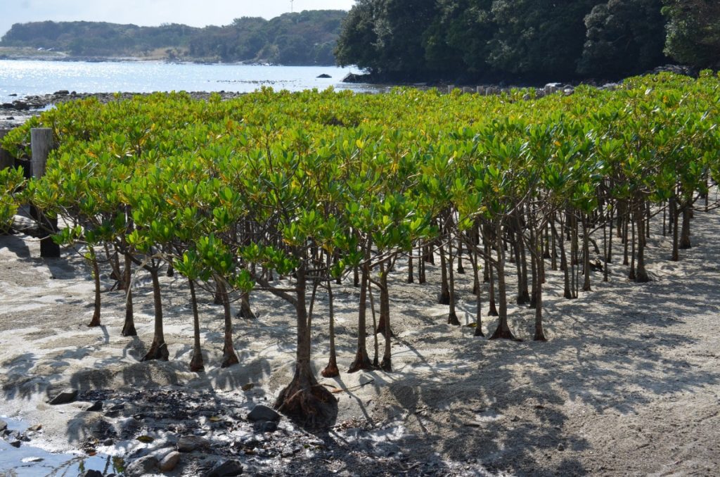 海岸沿いの砂地に多数のマングローブの若木が根を張り、背後には青い海と緑豊かな森が広がる風景の写真