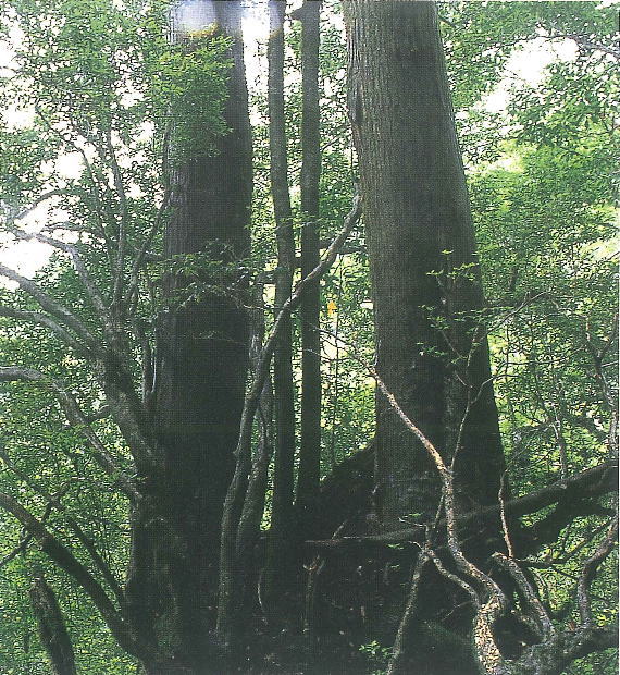 太い幹が複数に分かれて立ち上がり、周囲を覆う濃い緑の木々や細枝が複雑に絡み合う中で重厚な根元が力強さを示す森深い景観の写真