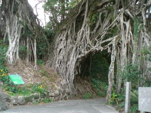 小道を挟んでトンネルのように大きなガジュマルが生えている様子の写真