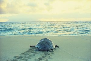 淡い光に包まれた砂浜で、足跡を残しながら海へ向かって這っていくウミガメの後ろ姿と、その先に広がる穏やかな波の海と水平線に浮かぶ島影を捉えた風景写真