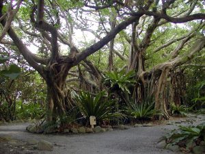 太い幹と気根が複雑に絡み合い、広範囲に枝を広げたガジュマルの巨木が並び立っており、その下の遊歩道の脇にはシダ植物などの様々な緑の植物が生い茂る様子を捉えた写真
