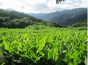 霞がかかった緑の山のふもとにある、一面に緑色の葉が茂った畑の写真