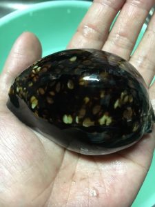 手のひらにのせられた丸く光沢のある黒い殻に、黄白色の不規則な斑点が多数散りばめられたタカラガイの貝殻を、上部から撮影した写真