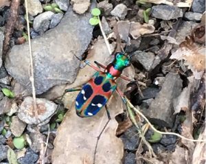 玉虫色に輝くエメラルドグリーンの頭部と、濃い青と赤が組み合わさり、白い斑点がアクセントになっている翅を持つハンミョウが、小石や枯葉が散らばる地面の上で止まっている様子を上から捉えた写真