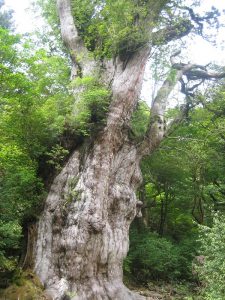 鬱蒼と茂る緑の木々に囲まれた森の奥深くに鎮座する巨大な古木を捉え、白っぽく風化した太い幹の荒々しい木肌や複雑な凹凸が、長い年月を経た圧倒的な存在感と生命力を感じさせる風景写真