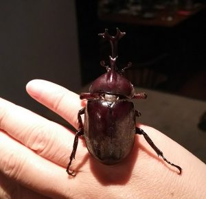 手の甲に、特徴的な大きな角を持つオスのカブトムシが静かに乗っており、濃い茶色の体がスポットライトで照らされている様子を捉えた写真