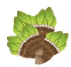 カメノテのイラスト