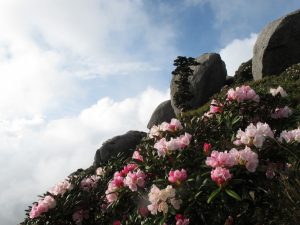 大きな岩が並んだ斜面に、薄いピンク色の花をつけたシャクナゲが密集している写真