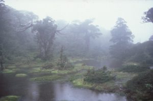 水面に点々と草や木が生えた陸があり、全体が霧に包まれた幻想的な湿地の写真