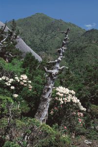 澄み渡る青空の下、緑が生い茂る急峻な山肌と巨岩を背景に、風化して白くなった一本の立ち枯れ木と、その足元に咲き誇る白いシャクナゲの花が鮮やかな対比を見せている風景写真