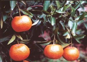 深い緑色の葉が茂る枝から、艶やかで濃い赤橙色に熟した4つのポンカンの果実がぶら下がり、表面に光を受けて輝いている様子をクローズアップで捉えた写真