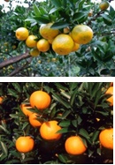 （上）緑色の葉をつけた枝に、たくさんの黄色い丸い実が実っている写真、（下）濃い緑色の葉の間にオレンジ色の丸い実がたくさん実っている写真