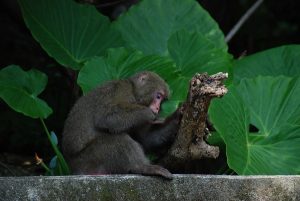 鮮やかな緑色の大きな葉が背景に広がる中、コンクリートの縁に座り込んだ一匹の猿が、手元の枯れ木に身を寄せるようにして静かに佇んでいる様子を捉えた写真
