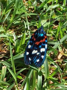 黒、鮮やかな青、赤、そして白の模様が複雑に組み合わされた羽根を持つ蛾「サツマニシキ」が草の上に静かに留まっている様子を上から捉えた写真