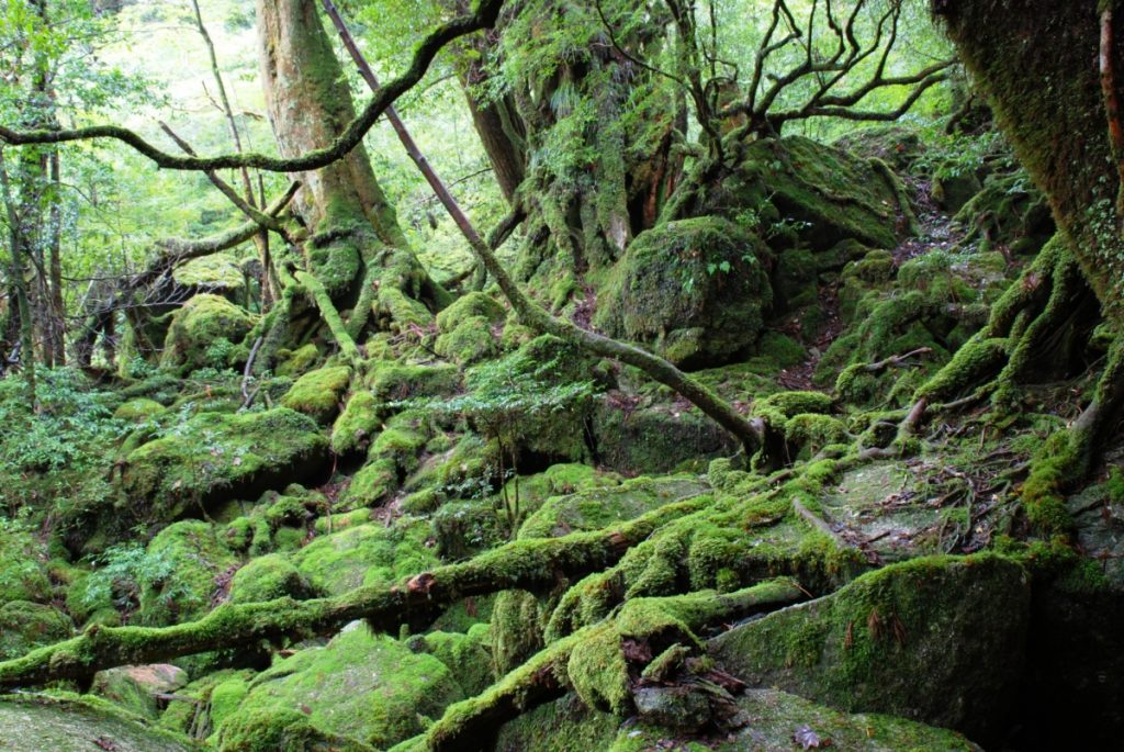 苔むした岩や木の根、複数の木々に覆われた緑色の森の風景の写真