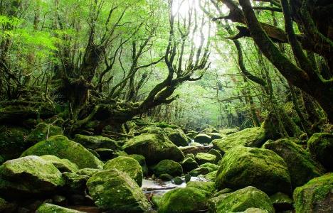 白谷雲水峡の画像