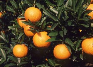 深い緑色の葉が生い茂る枝の間に、太陽の光を浴びて鮮やかなオレンジ色に熟したタンカンの果実がいくつも実り、瑞々しい様子を捉えたクローズアップ写真