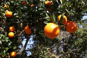 太陽の光を浴びて輝く緑色の葉の間に、鮮やかなオレンジ色に色づいた大小様々なタンカンの果実が鈴なりに実った様子を捉えた写真