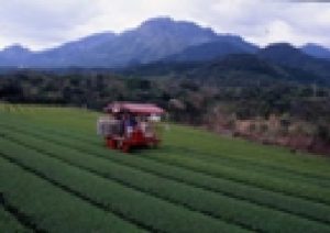 雄大な山々を背景に広がる整然とした緑色の茶畑の中を、赤い乗用型茶摘み機が進みながら収穫作業を行っている様子を捉えた風景写真