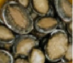 たくさん集まったトコブシの写真