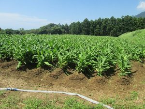 晴れ渡る青空と緑豊かな木々を背景に、土寄せされた畝に整然と並ぶ緑色の葉を広げたウコンが元気に育っている畑の風景写真