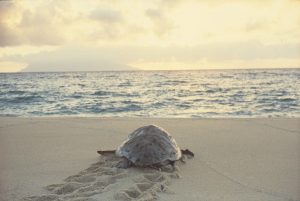 夕暮れ時の淡い光に包まれた砂浜で、這った跡を残しながら穏やかな波が打ち寄せる海に向かってゆっくりと進んでいくウミガメの後ろ姿を捉えた、自然の営みと静寂を感じさせる情緒的な風景写真